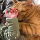 Siirry ryhmään Kissaverkot