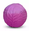 Oli&Carol lasten vauvan pallo punakaali ekologinen eettinen lelu wauva - Vaunu- ja aktiviteettilelut vauvoille - L-BALL-PURPLE-CABB - 6