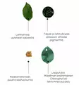 Oli&Carrol lehtivihre=C3=A4 purulelu ekologinen turvallinen wauva - Purulelut - L-CHLOROPHYLL-LEAF - 8