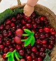 Oli&Carol purulelu kylpylelu kirsikka eettinen ekologinen wauva - Purulelut - L-M-CHERRY-UNIT - 4