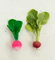 Oli&Carol Purulelu/Kylpylelu - Purulelut - L-R-RADISH-UNIT - 4